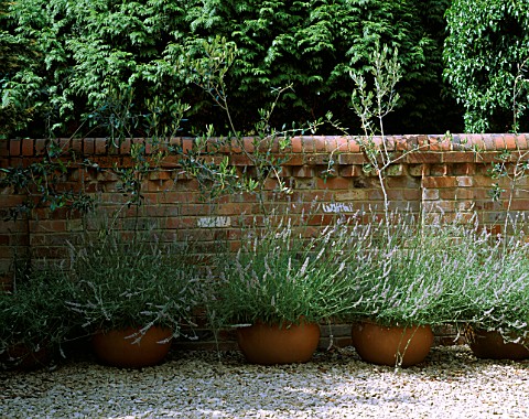 ROW_OF_TERRACOTTA_CONTAINERS_PLANTED_WITH_OLIVES_OLEA_EUROPAEA_AND_LAVANDULA_AUGUSTIFOLIA_DESIGNER_C