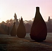 EARLY MORNING LIGHT HITS A ROW OF PEAR SHAPED IRISH YEWS ON THE NORTH LAWN OF PYRFORD COURT  SURREY