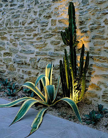 BORDER_LIT_UP_AT_NIGHT_BY_STONE_WALL_WITH_AGAVE_AMERICANA__AGAVE_AMERICANA_VARIEGATA_AND_EUPHORBIA_E