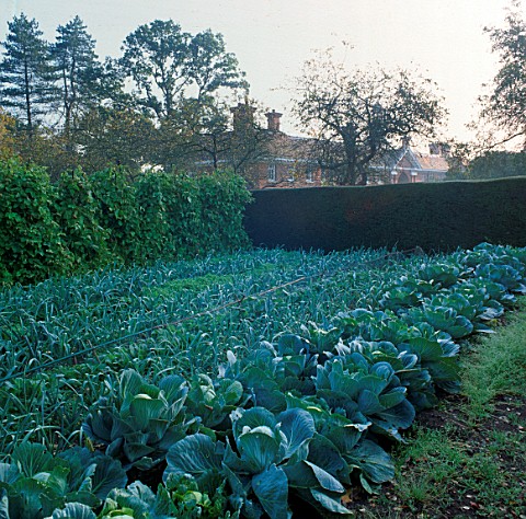 ROWS_OF_CABBAGES_IN_THE_VEGETABLE_GARDEN_AT_PYRFORD_COURT__SURREY