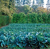 ROWS OF CABBAGES IN THE VEGETABLE GARDEN AT PYRFORD COURT  SURREY