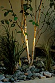 ROOF GARDEN: DETAIL OF LIMESTONE PAVING  BEECH PEBBLES AND TRUNK OF BETULA JACQUEMONTII LIT UP AT NIGHT. DESIGNER: CHARLOTTE SANDERSON