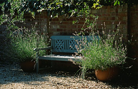 BLUE_BENCH_FLANKED_BY_TERRACOTTA_CONTAINERS_PLANTED_WITH_LAVANDULA_AUGUSTIFOLIA_AND_OLEA_EUROPAEA_DE