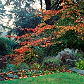 THE BEAUTIFUL AUTUMN FOLIAGE OF THE PERSIAN IRONWOOD TREE  PARROTIA PERSICA IN THE WILD GARDEN AT PYRFORD COURT  SURREY