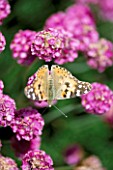 SEASIDE GARDEN  GUERNSEY: PAINTED LADY BUTTERFLY ON THRIFT