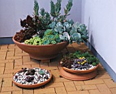 SEASIDE GARDEN  GUERNSEY: VARIOUS SUCCULENTS IN TERRACOTTA CONTAINERS ON PATIO