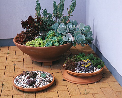 SEASIDE_GARDEN__GUERNSEY_VARIOUS_SUCCULENTS_IN_TERRACOTTA_CONTAINERS_ON_PATIO