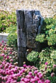 SEASIDE GARDEN  GUERNSEY: A WOODEN GROYNE WITH THRIFT GROWING IN FRONT
