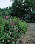 DESIGNER: JANE RUSSELL  MILLE FLEURS  GUERNSEY: BORDER OUTSIDE THE OLD FRONT DOOR WITH GLADIOLUS COMMUNIS BYZANTINUS  SISYRINCHIUM AND CENTRANTHUS RUBER