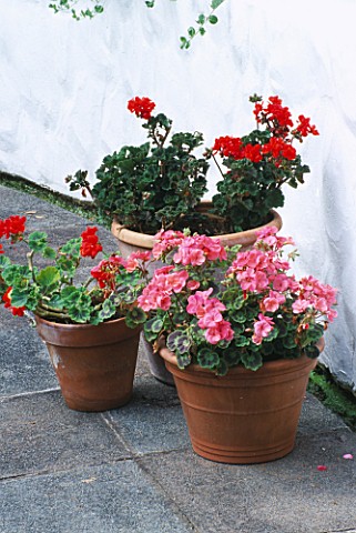 DESIGNER_JANE_RUSSELL__MILLE_FLEURS__GUERNSEY_TERRACOTTA_CONTAINERS_PLANTED_WITH_PELARGONIUMS_BESIDE