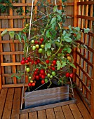 STAINLESS STEEL CONTAINER ON DECK PATIO PLANTED WITH TOMATO PLUM TITANIA. CONTAINER BY PRIVETT GARDEN PRODUCTS