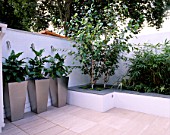 WHITE ROOF TERRACE WITH THREE METAL CONTAINERS PLANTED WITH ZANTEDESCHIA AETHIOPICA AND RAISED BED WITH BETULA UTILIS VAR JACQUEMONTII. DESIGNER: AMIR SCHLEZINGER/ MY LANDSCAPES