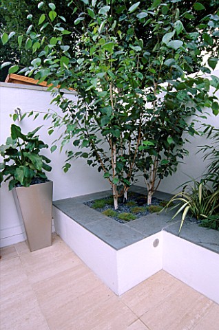 WHITE_ROOF_TERRACE_WITH_RAISED_BED_WITH_BETULA_UTILIS_VAR_JACQUEMONTII_AND_METAL_CONTAINER_PLANTED_W