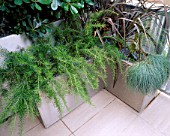 ROOF TERRACE WITH METAL CONTAINERS PLANTED WITH GREVILLEA  PHORMIUM BRONZE BABY  FESTUCA GLAUCA ELIJAH BLUE AND PITTOSPORUM TOBIRA. DESIGN : AMIR SCHLEZINGER/ MY LANDSCAPES