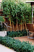 WOODEN TERRACE BESIDE HOUSE WITH TABLE AND CHAIRS  PHYLLOSTACHYS VIVAX AUREOCALLIS AND BOX.  DESIGN : AMIR SCHLEZINGER/ MY LANDSCAPES
