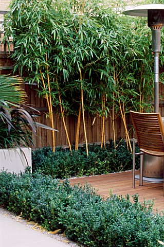 WOODEN_TERRACE_BESIDE_HOUSE_WITH_TABLE_AND_CHAIRS__PHYLLOSTACHYS_VIVAX_AUREOCALLIS_AND_BOX__DESIGN__
