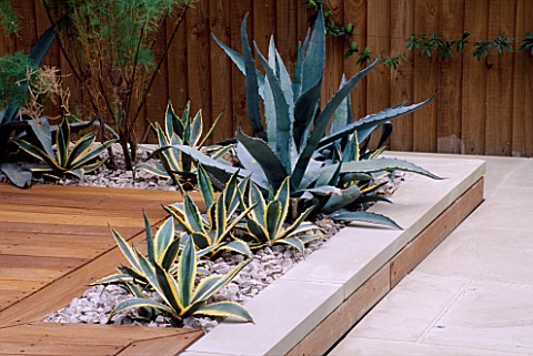 WOOD_AND_LIMESTONE_TERRACE_BESIDE_HOUSE_WITH_AGAVE_AMERICANA_AND_AGAVE_AMERICANA_VARIEGATA__DESIGN__