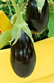 AUBERGINE IN YELLOW PAINTED CONTAINER
