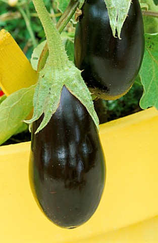 AUBERGINE_IN_YELLOW_PAINTED_CONTAINER