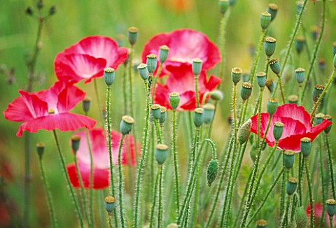 THE_PRIORY__BEECH_HILL__BERKSHIRE_ANNUAL_POPPIES___PAPAVER_RHOEAS_IN_THE_PICKING_BED