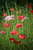 THE PRIORY  BEECH HILL  BERKSHIRE: ANNUAL POPPIES  (PAPAVER RHOEAS SHIRLEY SINGLE MIXED) IN THE PICKING BED