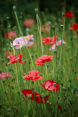 THE_PRIORY__BEECH_HILL__BERKSHIRE_ANNUAL_POPPIES__PAPAVER_RHOEAS_SHIRLEY_SINGLE_MIXED_IN_THE_PICKING