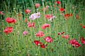 THE PRIORY  BEECH HILL  BERKSHIRE: ANNUAL POPPIES (PAPAVER RHOEAS SHIRLEY SINGLE MIXED)  IN THE PICKING BED