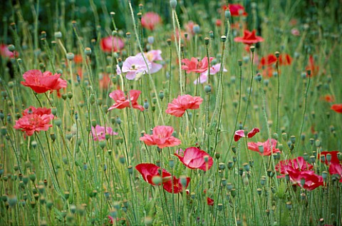 THE_PRIORY__BEECH_HILL__BERKSHIRE_ANNUAL_POPPIES_PAPAVER_RHOEAS_SHIRLEY_SINGLE_MIXED__IN_THE_PICKING
