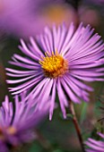 ASTER TREASURE. THE PICTON GARDEN  WORCESTERSHIRE
