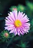 ASTER NOVAE-ANGLIAE HARRINGTONS PINK. THE PICTON GARDEN  WORCESTERSHIRE