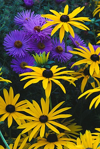 RUDBECKIA_DEAMII_AND_ASTER_BARRS_PURPLE_THE_PICTON_GARDEN__WORCESTERSHIRE