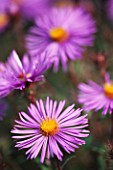 ASTER TREASURE. THE PICTON GARDEN  WORCESTERSHIRE