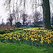 DAFFODILS GROWING BESIDE THE RIVER TEST AT HOUGHTON LODGE GARDEN  HAMPSHIRE