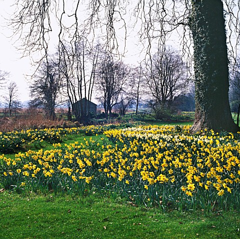 DAFFODILS_GROWING_BESIDE_THE_RIVER_TEST_AT_HOUGHTON_LODGE_GARDEN__HAMPSHIRE