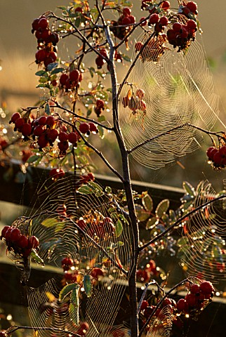 ROSA_GLAUCA_HIPS_COVERED_IN_COBWEBS_PETTIFERS_GARDEN__OXFORDSHIRE