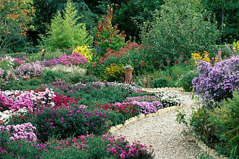 ASTERS_AT_THE_PICTON_GARDEN__WORCESTERSHIRE__WITH_PINK_ASTER_NOVAEANGLIAE_QUINTON_MENZIES__HELIANTHU