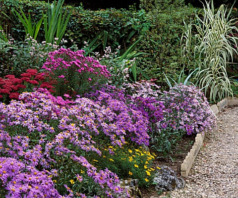 COLOURFUL_BORDER_OF_ASTERS_MICHAELMAS_DIASISES_AT_THE_PICTON_GARDEN__WORCESTERSHIRE
