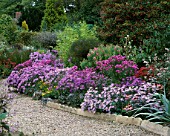 COLOURFUL BORDER OF ASTERS (MICHAELMAS DIASISES) AT THE PICTON GARDEN  WORCESTERSHIRE
