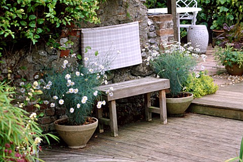 BENCH_MADE_OF_LEFT_OVER_DECKING_WITH_CONTAINERS_OF_ARGYRANTHEMUM_CHELSEA_GIRL_THE_FOVANT_HUT__WILTSH