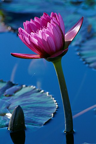 TROPICAL_WATERLILY_NYMPHAEA_PANAMA_PACIFIC