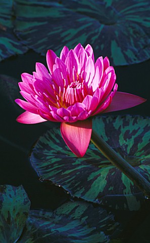 TROPICAL_WATERLILY_NYMPHAEA_PANAMA_PACIFIC