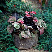 BEGONIA REX & ZONAL PELARGONIUMS IN A RUSTIC STONE CONTAINER. BOURTON HOUSE  GLOUCESTERSHIRE