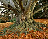 ARLEY ARBORETUM  WORCESTERSHIRE: TRUNK AND LEAVES OF A BEECH TREE IN AUTUMN
