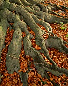 ARLEY ARBORETUM  WORCESTERSHIRE: ROOTS  AND LEAVES OF A BEECH TREE IN AUTUMN
