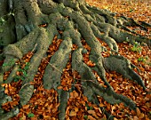 ARLEY ARBORETUM  WORCESTERSHIRE: ROOT AND LEAVES OF A BEECH TREE IN AUTUMN