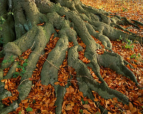 ARLEY_ARBORETUM__WORCESTERSHIRE_ROOT_AND_LEAVES_OF_A_BEECH_TREE_IN_AUTUMN