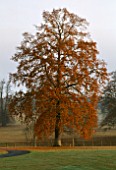 ARLEY ARBORETUM  WORCESTERSHIRE: A MAGNIFICENT OAK TREE IN AUTUMNAL COLOURS
