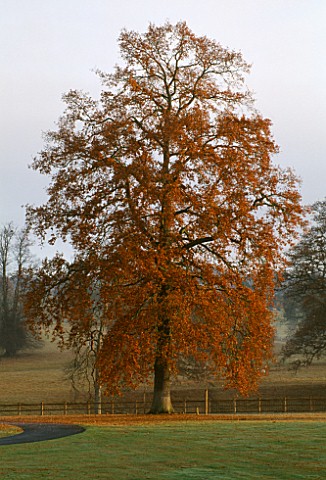 ARLEY_ARBORETUM__WORCESTERSHIRE_A_MAGNIFICENT_OAK_TREE_IN_AUTUMNAL_COLOURS