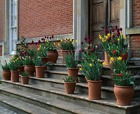 KELMARSH_HALL__NORTHAMPTONSHIRE_TERRACOTTA_CONTAINERS_OF_TULIPS_AND_NARCISSI_ON_THE_STEPS_OF_THE_PAL