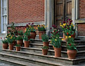 KELMARSH HALL  NORTHAMPTONSHIRE: TERRACOTTA CONTAINERS OF TULIPS AND NARCISSI ON THE STEPS OF THE PALLADIAN HOUSE